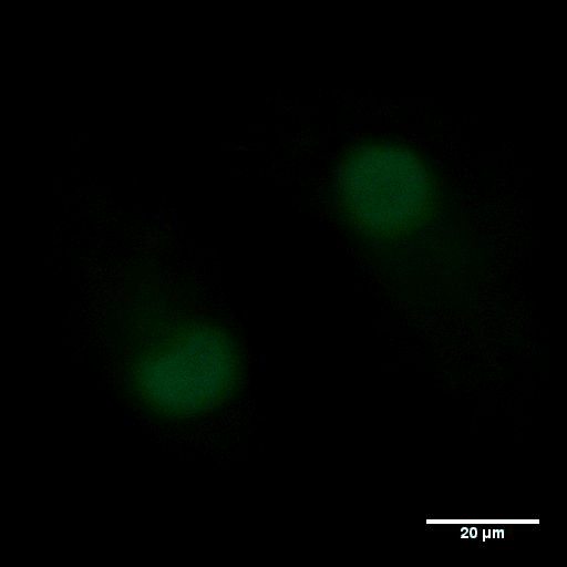 3D α-Tubulin